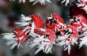 Cotoneaster: Cotoneaster - frozen berries