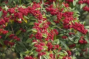 Cotoneaster: Cotoneaster, Himalayan tree cotoneaster, Cotoneaster
