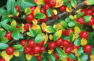 Cotoneaster: COTONEASTER HORIZONTALIS - close-up of berries
