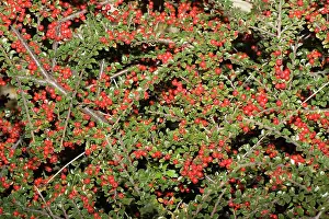 Cotoneaster: Cotoneaster plant - with abundant red berries