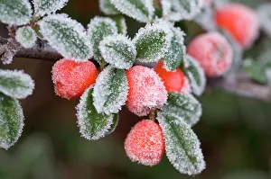 Cotoneaster: Cotoneaster Rimed berries - In frost
