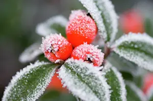 Cotoneaster: Cotoneaster Rimed berries - In frost