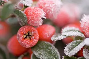 Cotoneaster: Cotoneaster Rimed berries - In frost