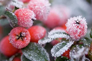 Berry: Cotoneaster Rimed berries - In frost
