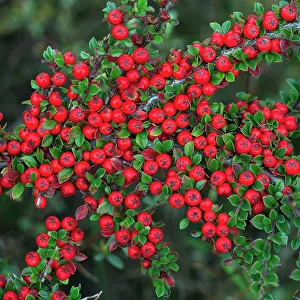 Cotoneaster: Cotoneaster - ripe berries in autmn, garden escape
