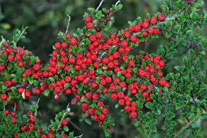 Cotoneaster: Cotoneaster - ripe berries in autumn, garden escape