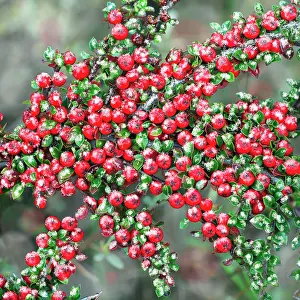 Cotoneaster: Cotoneaster - ripe berries in winter, garden escape