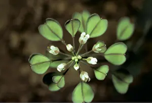 Cress: COTSWOLD PENNY CRESS