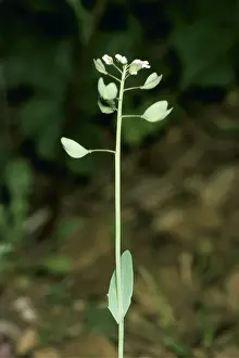 Cress: COTSWOLD PENNY CRESS