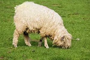 Cotswold: Cotswold sheep - ewe grazing