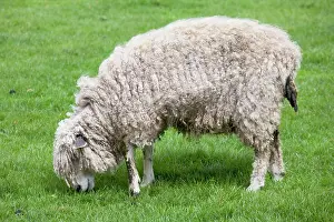 Cotswold: Cotswold Sheep Ewe - grazing - Rare Breed Trust
