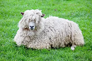 Cotswold: Cotswold Sheep Ewe - sitting - Rare Breed Trust