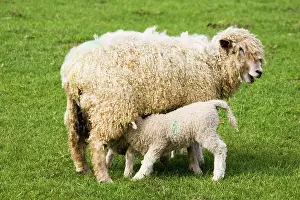 Cotswold: Cotswold Sheep - ewe with young lamb suckling