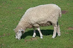 Cotswold: Cotswold Sheep - grazing