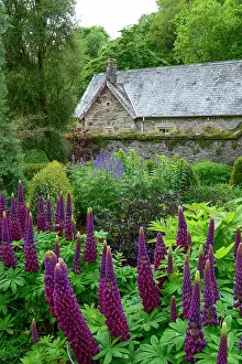 Beds: Cottage garden, garden bed with lupines (Lupinus)