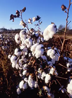 Gossypium: Cotton