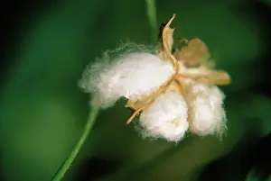 Gossypium: Cotton
