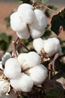 Gossypium: Cotton