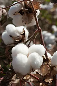 Gossypium: Cotton