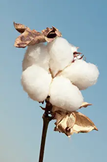 Gossypium: Cotton