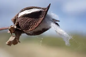 Gossypium: Cotton