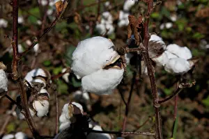 Ready: Cotton
