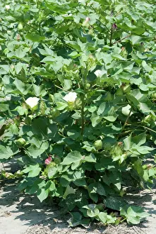 Cotton: Cotton