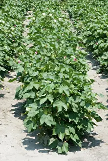 Cotton: Cotton
