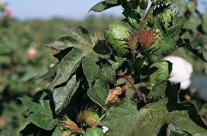 Aphis: Cotton aphid (Aphis gossypii)