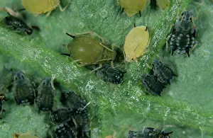 Sucker: Cotton aphid (Aphis gossypii)