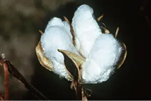 Cotton: COTTON - BOLL