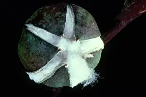 Opening: Cotton Boll Opening