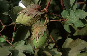 Cotton: Cotton Bolls