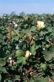 Cotton: Cotton Bolls and Flowers