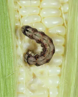 Heliothis: Cotton bollworm