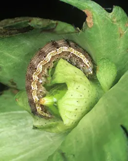 Scarce: Cotton Bollworm