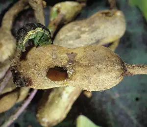Heliothis: Cotton bollworm