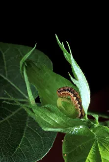Worms: Cotton Bollworm