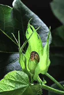 Worms: Cotton bollworm