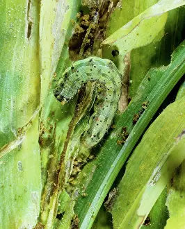 Tomato: Cotton bollworm