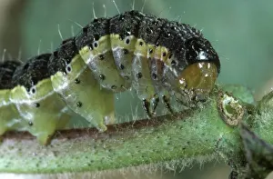 Tomato: Cotton bollworm