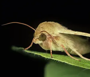 Heliothis: Cotton bollworm moth