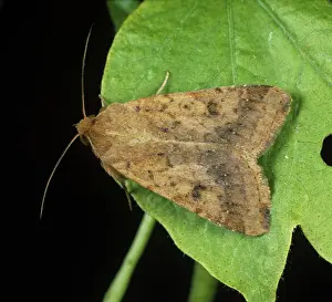 Heliothis: Cotton bollworm moth