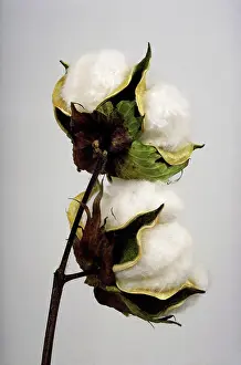 Cotton: Cotton on cotton plant