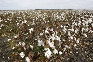 Textile: Cotton Crop