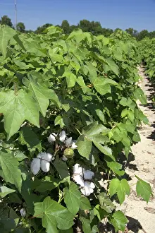 Cotton: Cotton crop