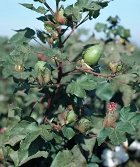 Cotton: Cotton Crop