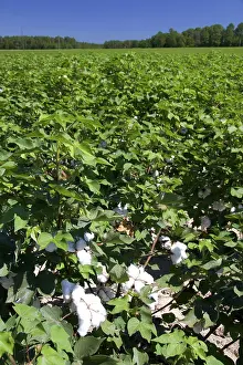 Cotton: Cotton crop