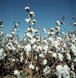 Fiber: Cotton crop in open boll