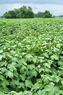 Fiber: Cotton Field